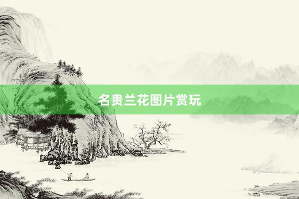 名贵兰花图片赏玩