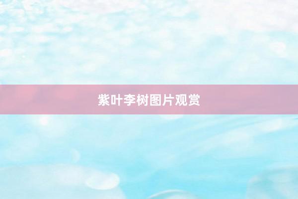 紫叶李树图片观赏